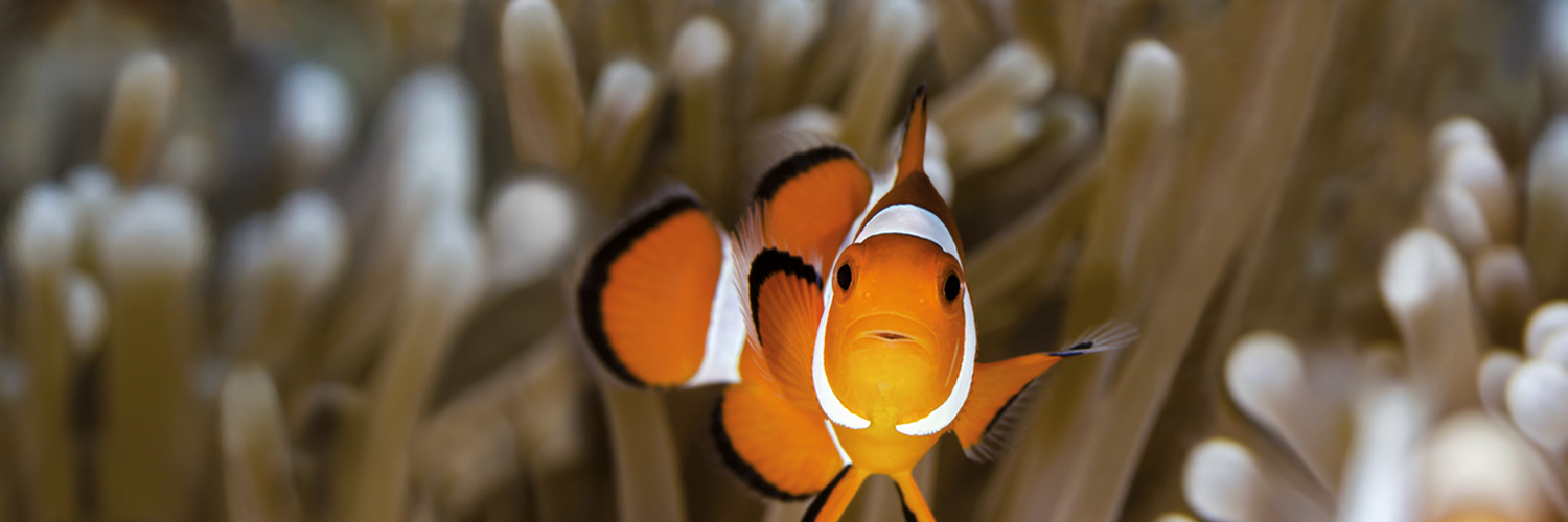 Zoo Safari Zoo Aquarium Berlin