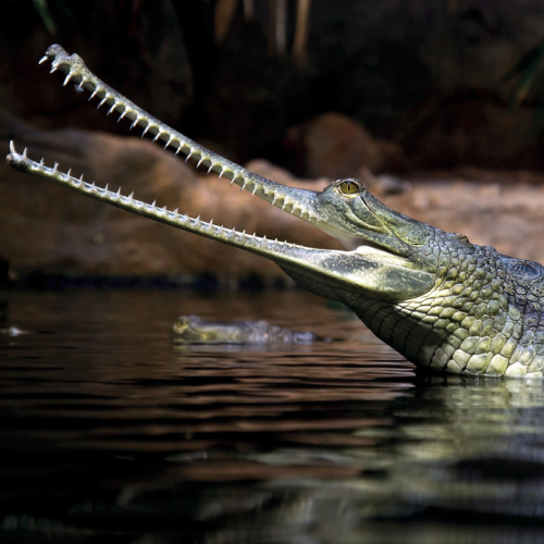 Annual passes Zoo / Aquarium Berlin