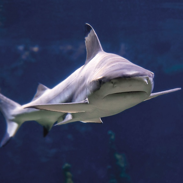Animal encounter - Shark