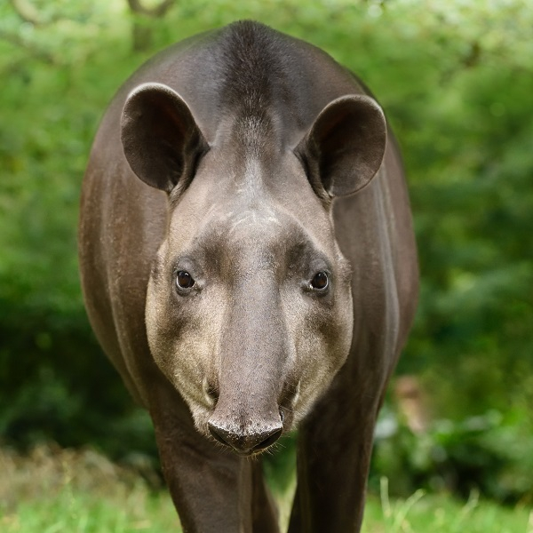 Animal encounter - Tapir