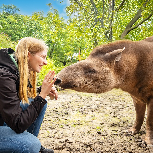 Lieblingstierbesuch - Tapir