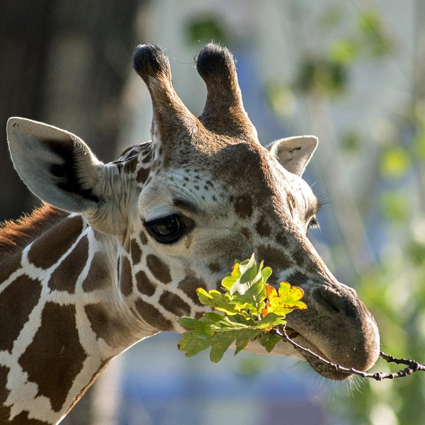 Animal encounter - Giraffe