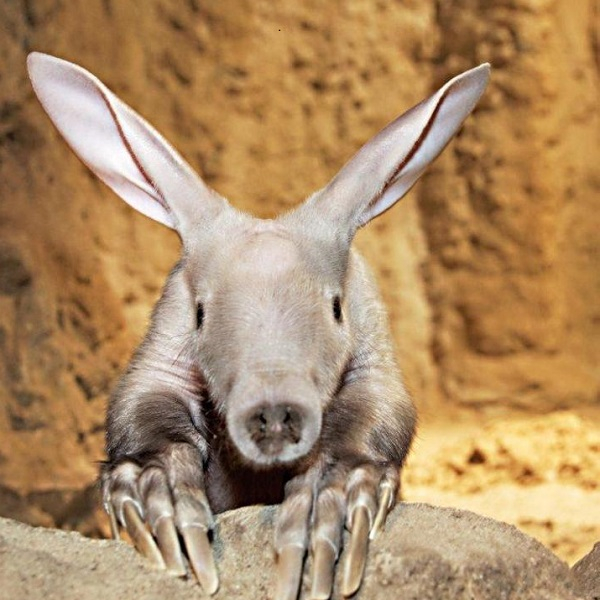 Animal encounter - Aardvark