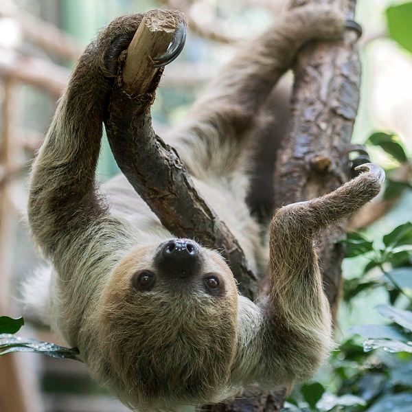 Animal encounter - Sloth