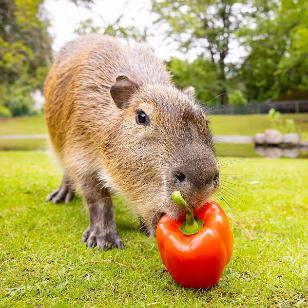 Animal encounter - Capybara