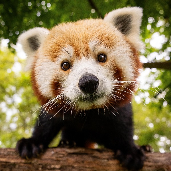 Roter Panda, Pinguin & Co.