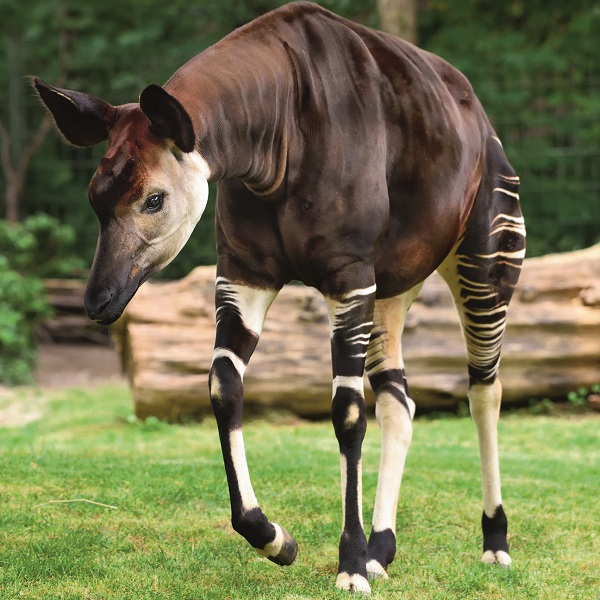 Animal encounter - Okapi