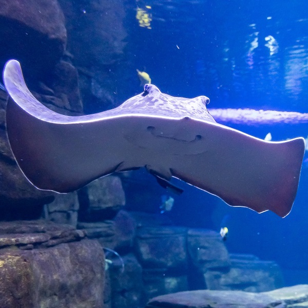 Children's birthday at the Aquarium
