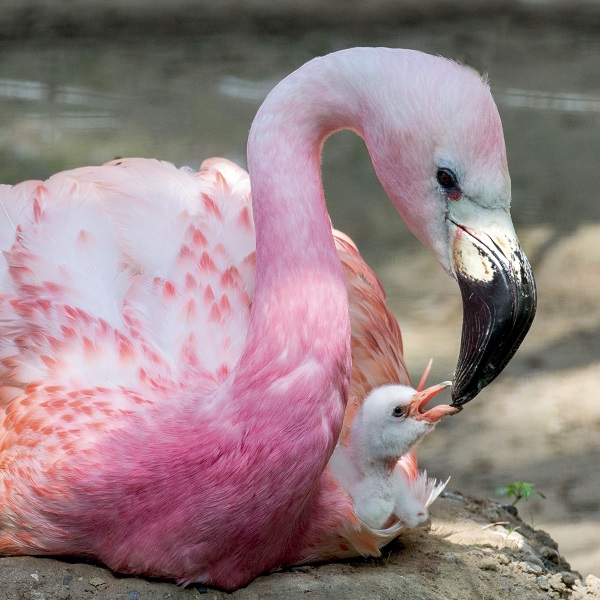Small families