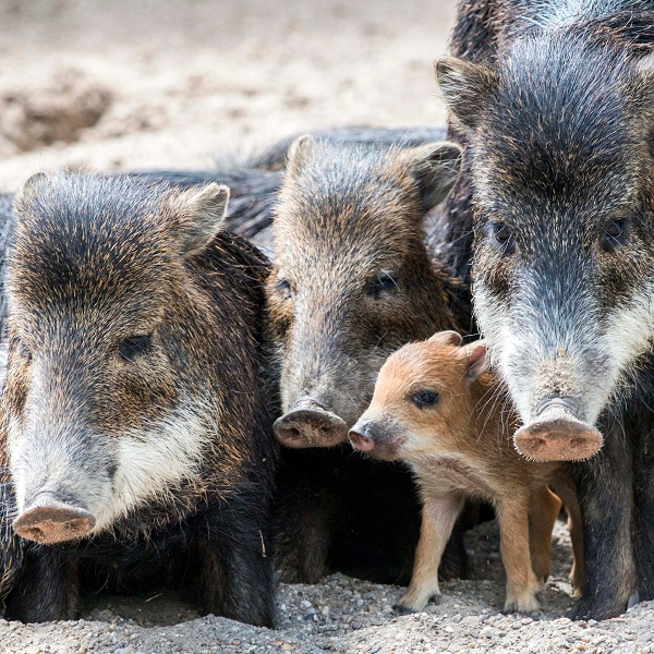 Big families