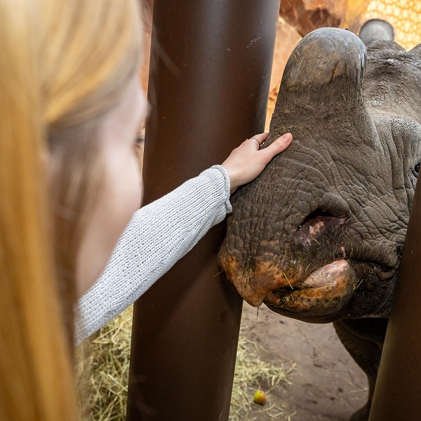 Animal encounter - Indian rhino