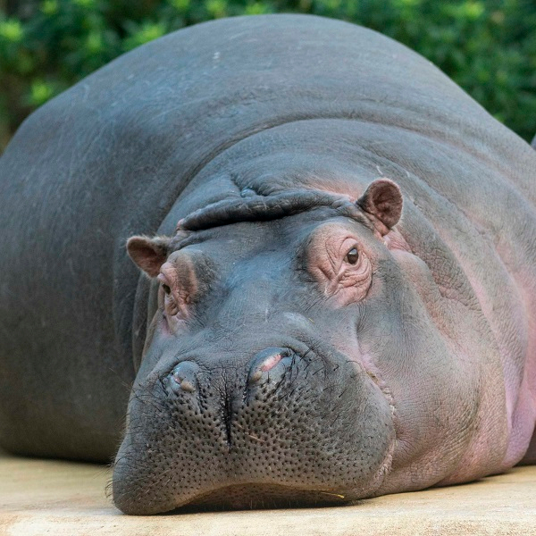 Animal encounter - Hippo
