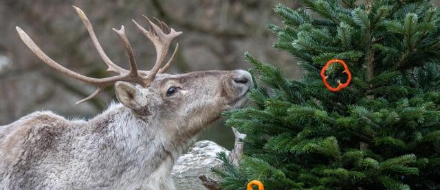 Design: Weihnachten